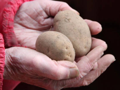 Avoimissa kämmenissä kaksi perunaa.