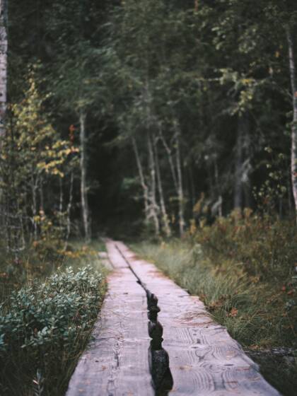Pitkospuut suon yli metsään.
