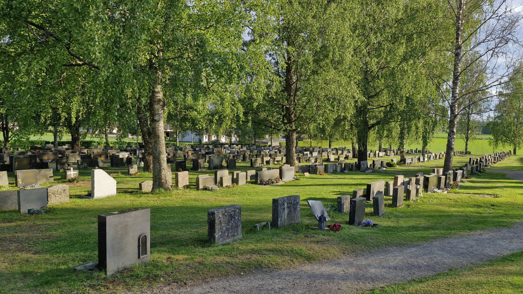 Hautakivien rivistöt nurmikolla koivujen suojassa.