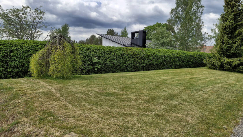 Taustalla kuusiaita, jonka edessä rippuvaoksainen puu, edessä nurmikko.