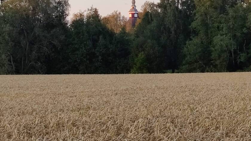 Heinäpelto elokuussa.