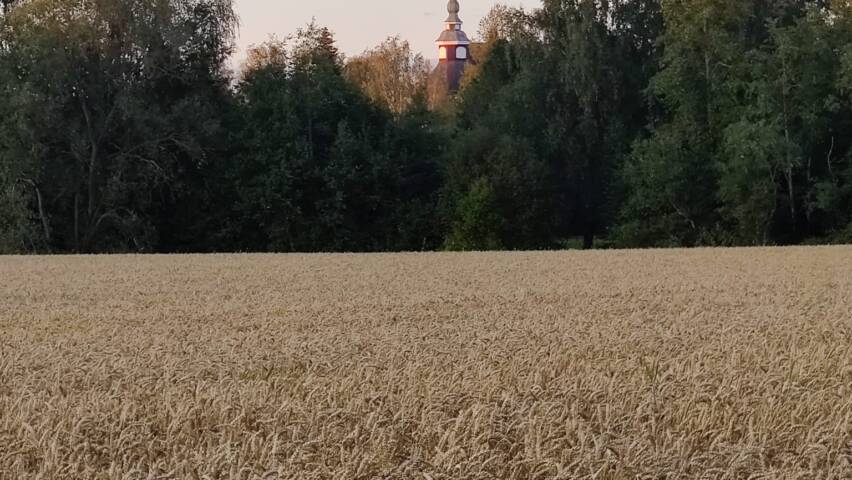 Heinäpelto elokuussa.